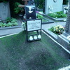 4 июня 2010г. могила Алены Бондарчук